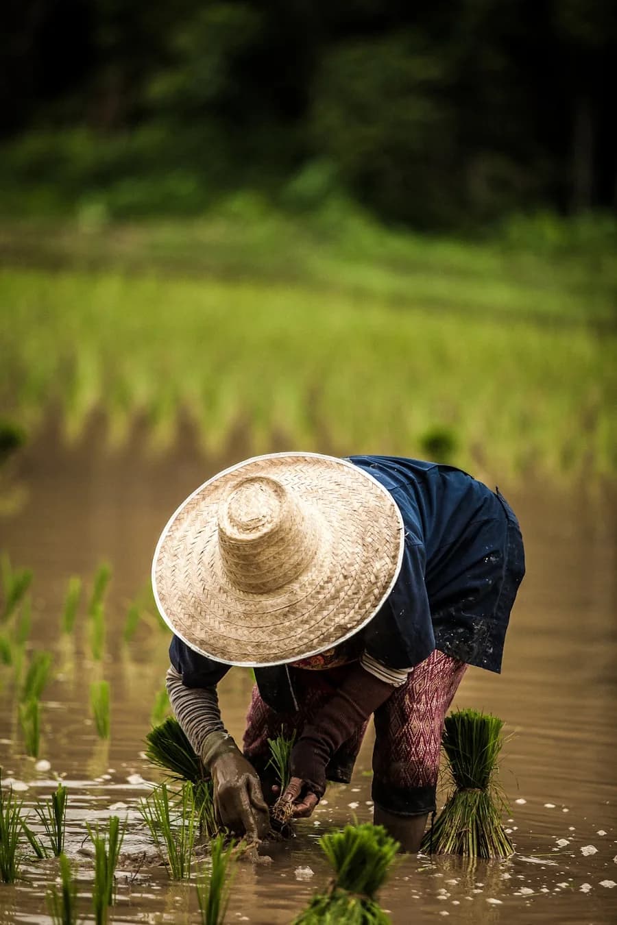 Coir & Agriculture